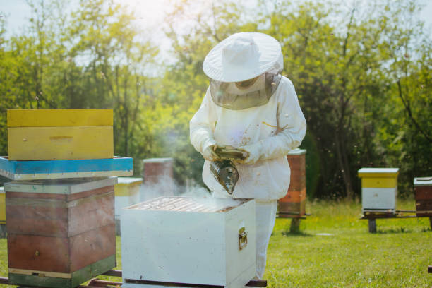 Beekeeper maintains the hives