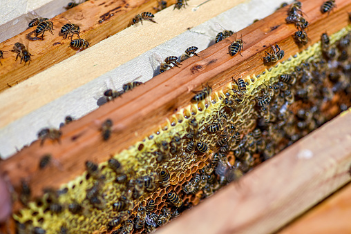 Outdoor shot of beekeeping and harvesting honey bees